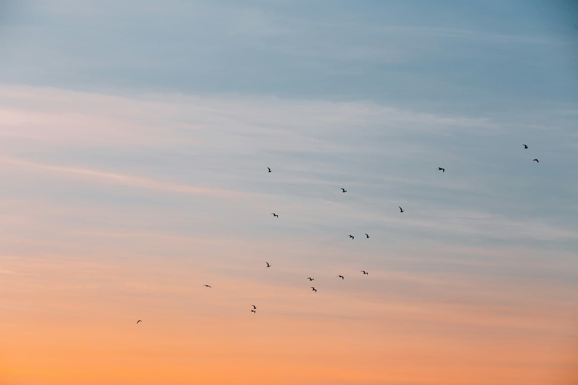 A flock of birds flying in formation across a warm sky